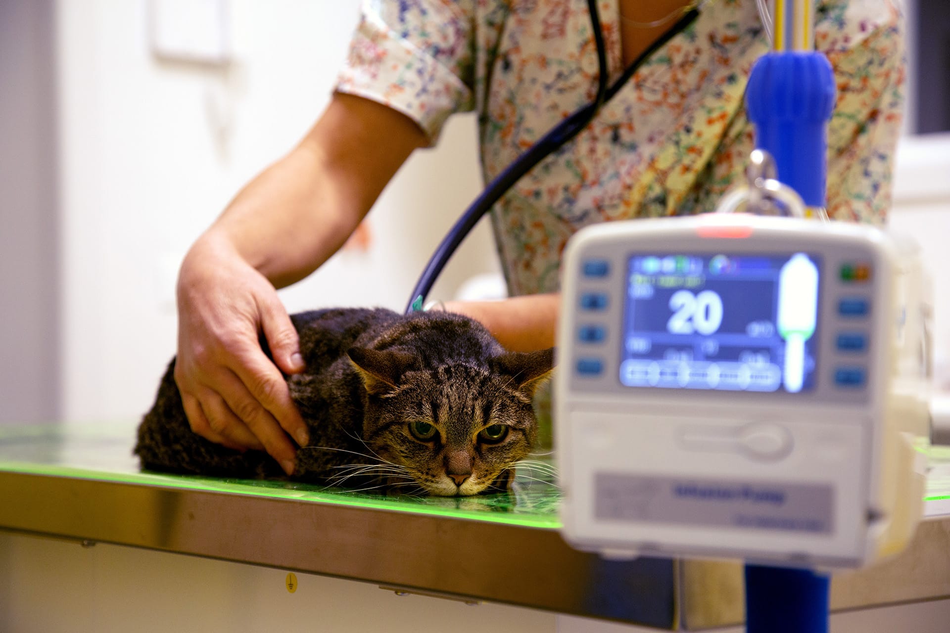 Terapia veterinaria gatto Vicenza